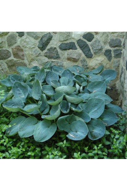 Хоста Біг Дедді